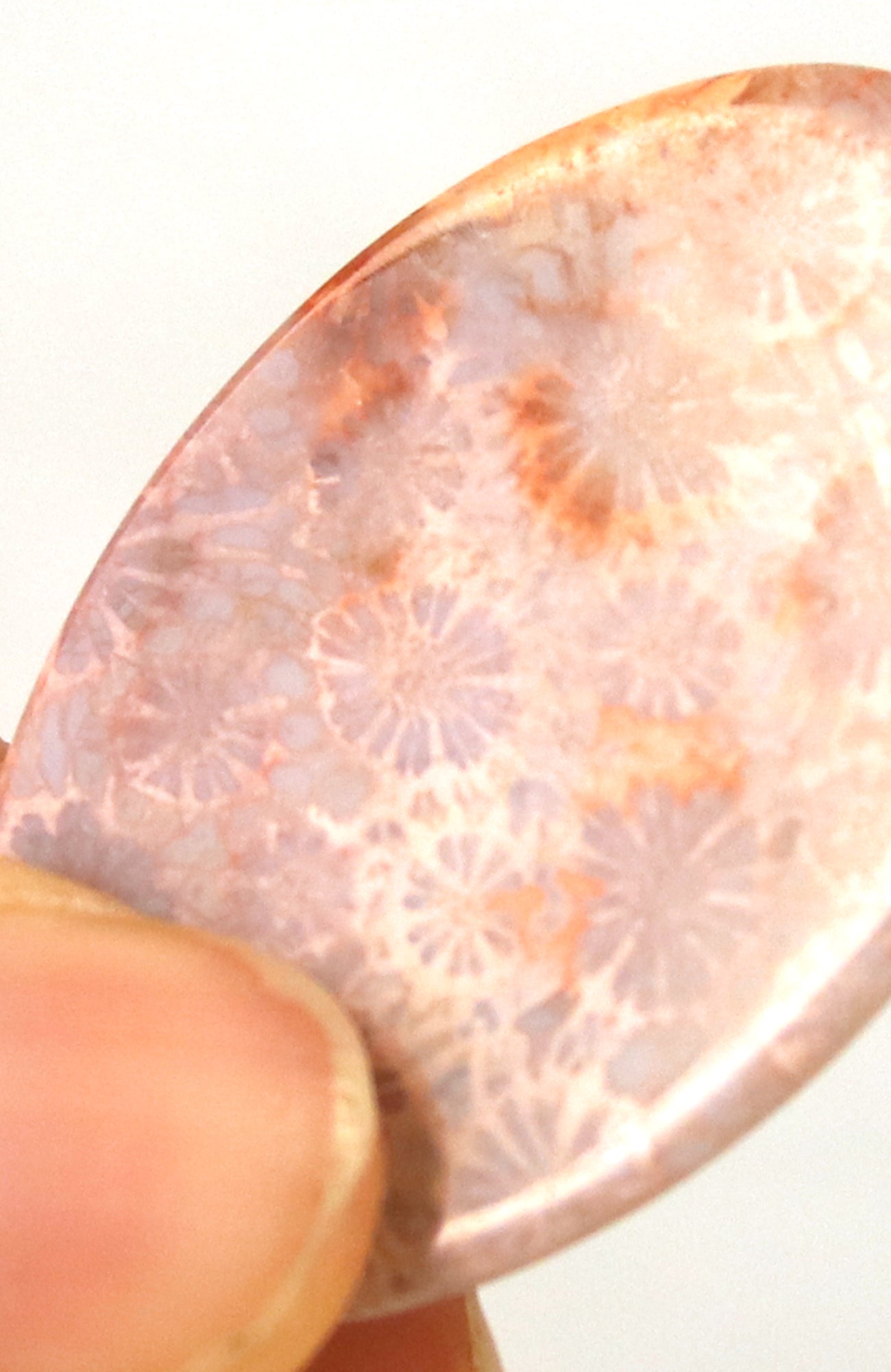 Fossil Coral Cabachon